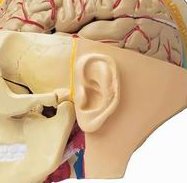 中医治多囊卵巢综合症好用吗？多囊卵巢综合症有什么样的诊疗方法？