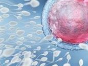 精子顶体酶活性低做几代试管？如何解决是关键